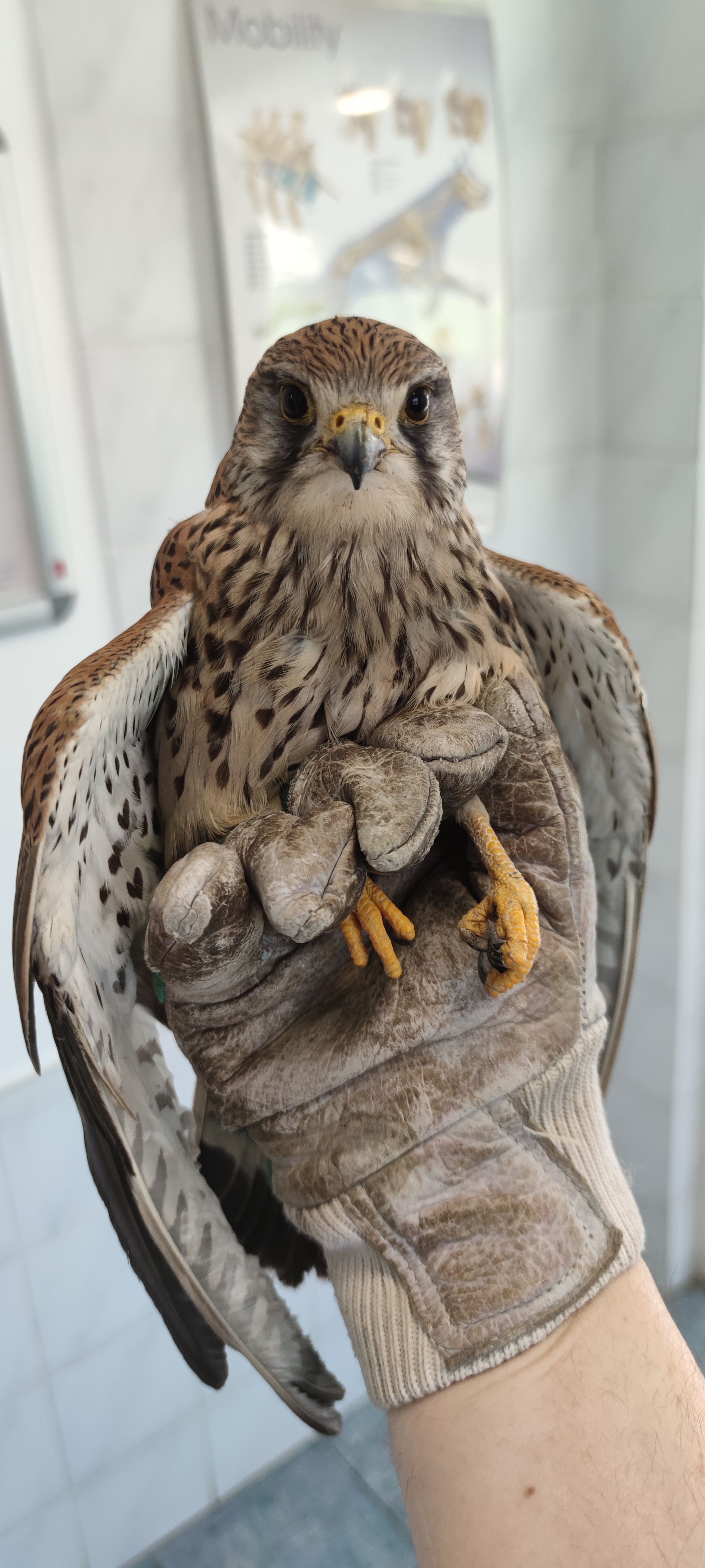 Common kestrel